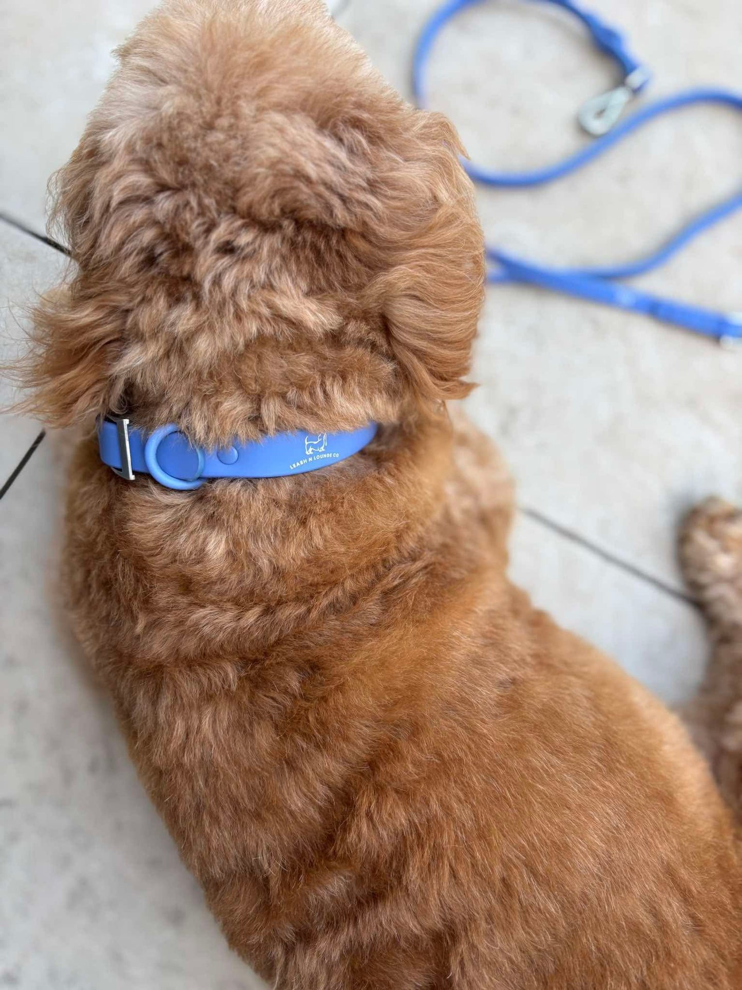 Dog Collar - Marine Blue