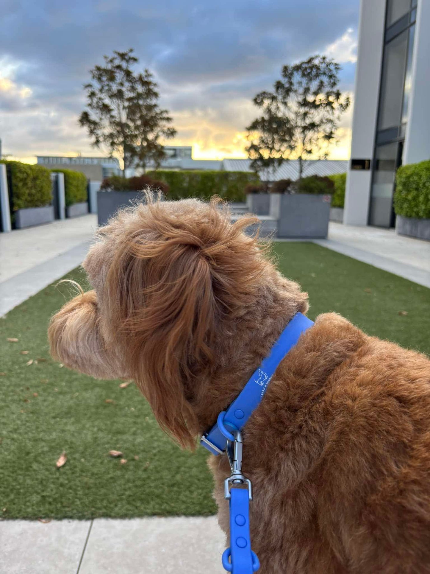 Dog Collar - Marine Blue