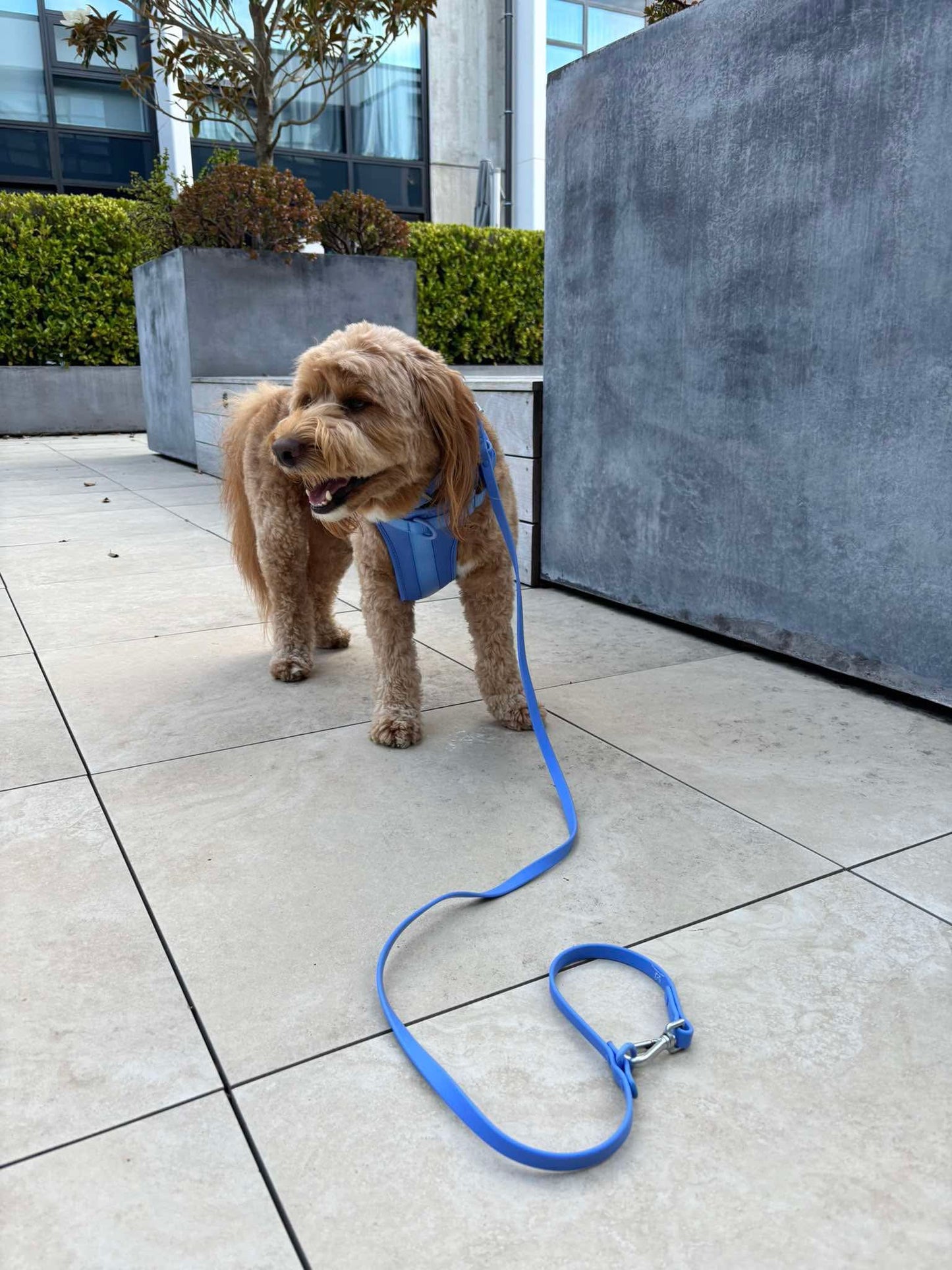 Dog Leash - Marine Blue
