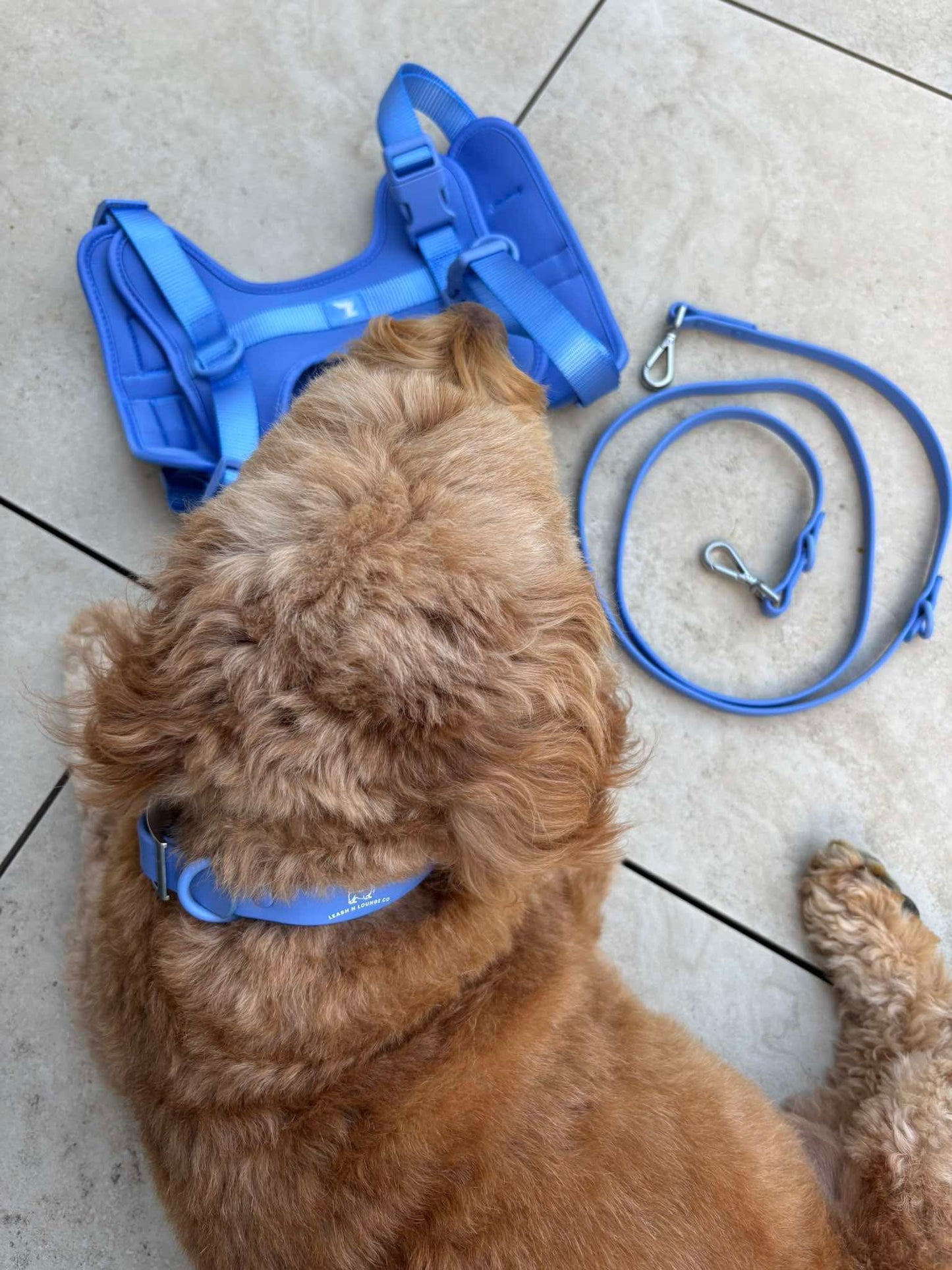 Harness - Marine Blue
