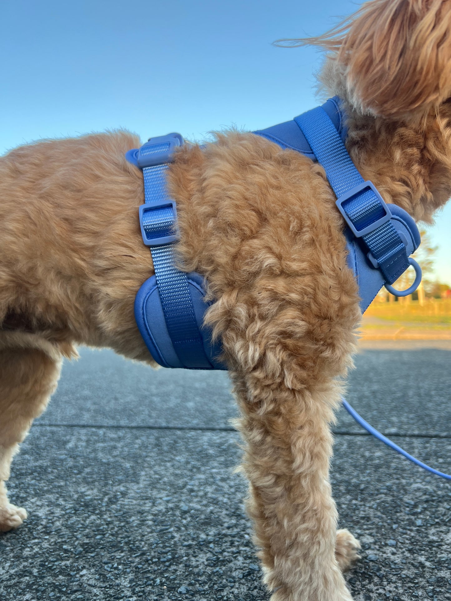 Harness - Marine Blue