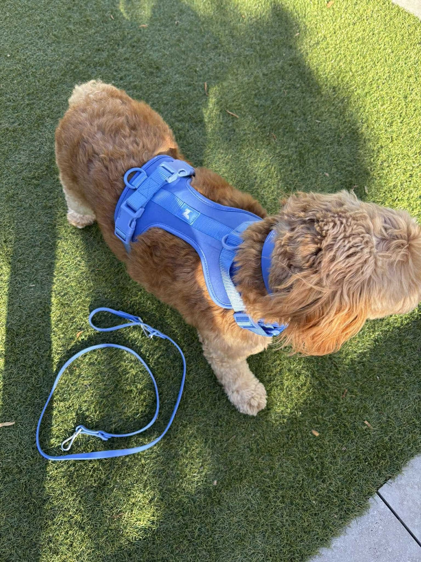 Harness - Marine Blue