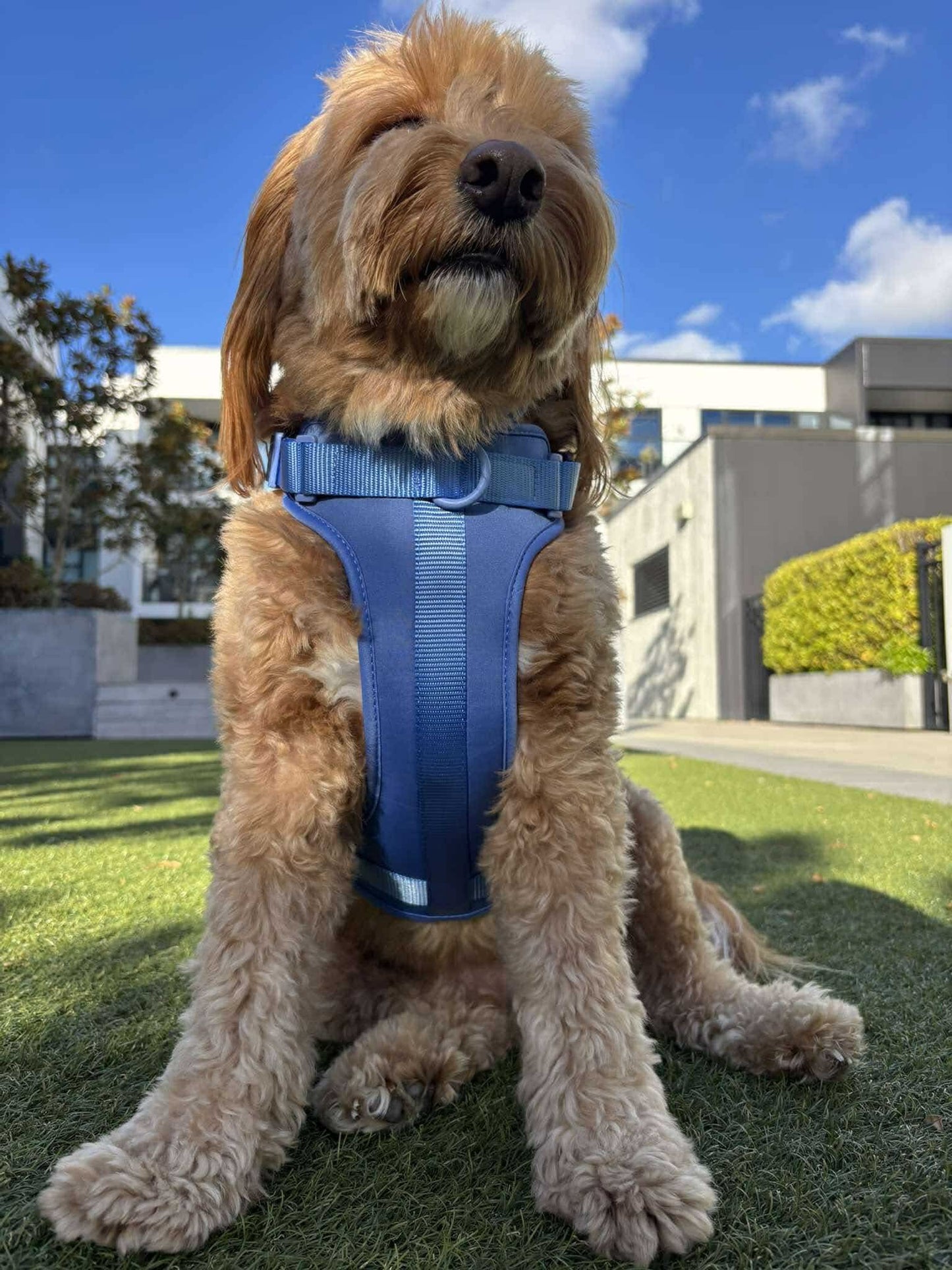Harness - Marine Blue