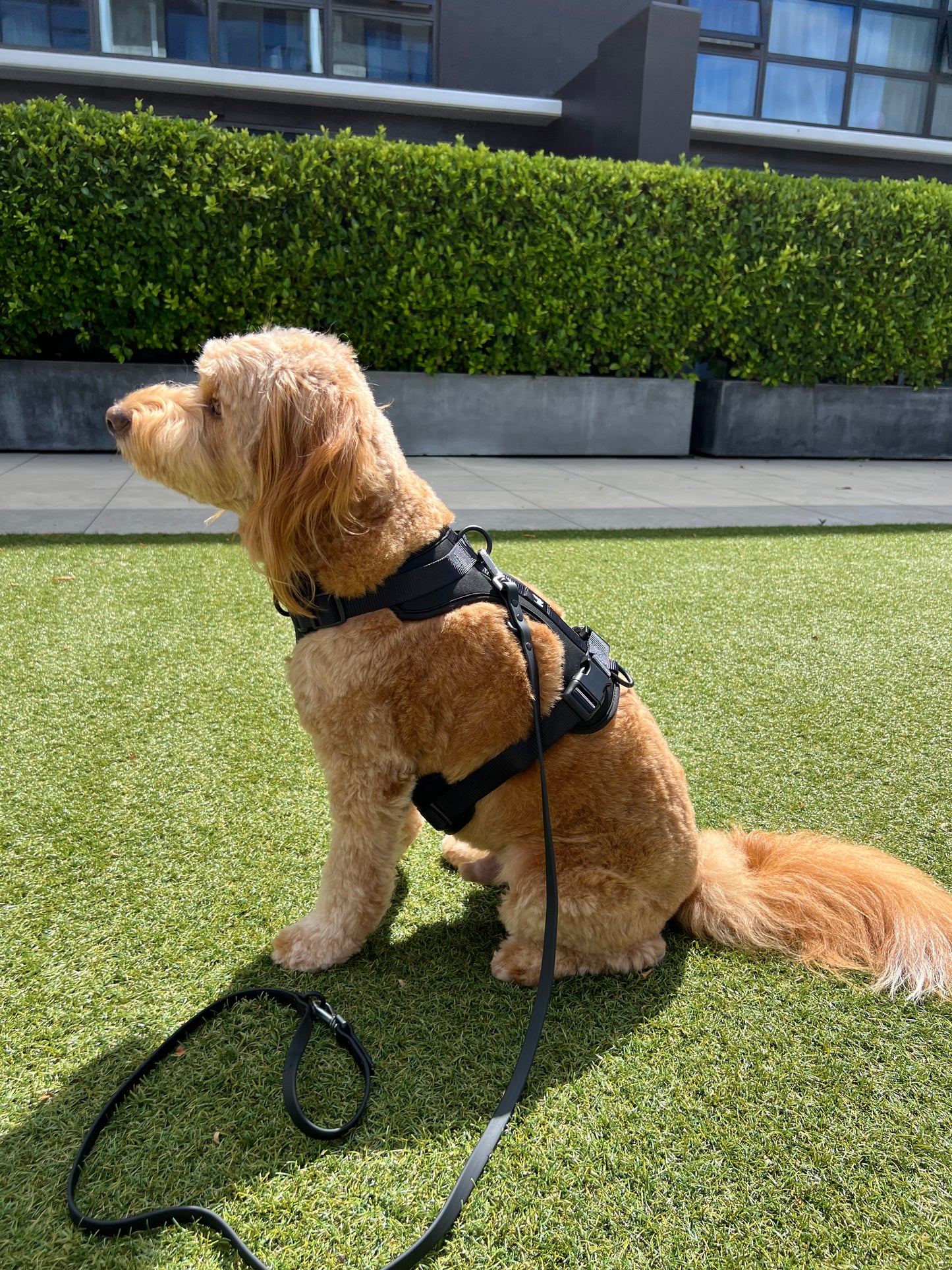 Harness Walk Kit - Shadow Black