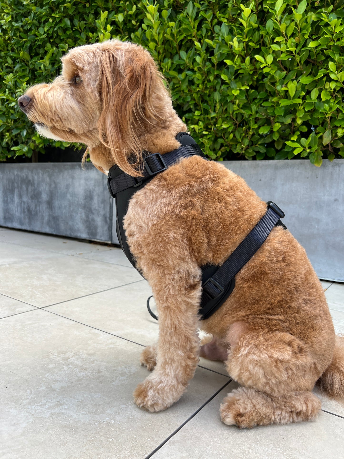 Harness - Shadow Black