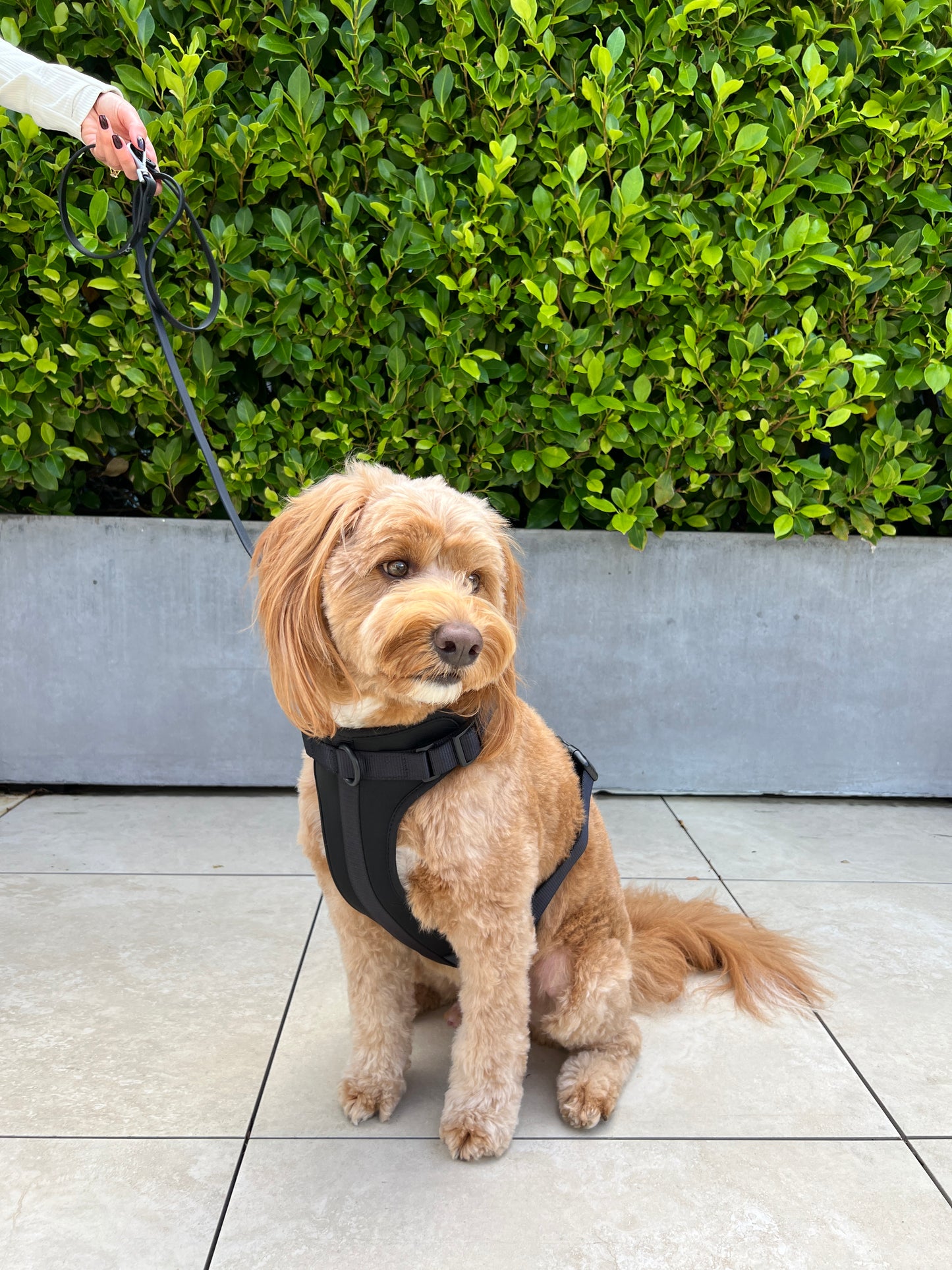 Harness - Shadow Black