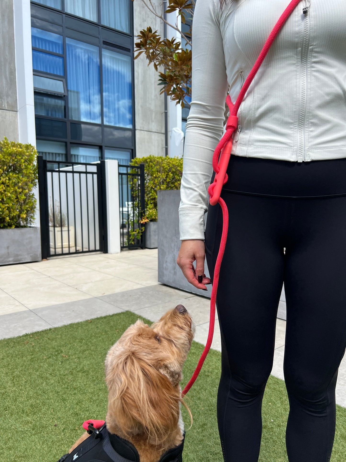 Hands Free Leash - Neon