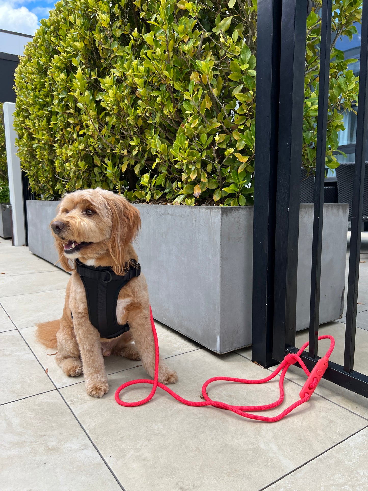 Hands Free Leash - Neon