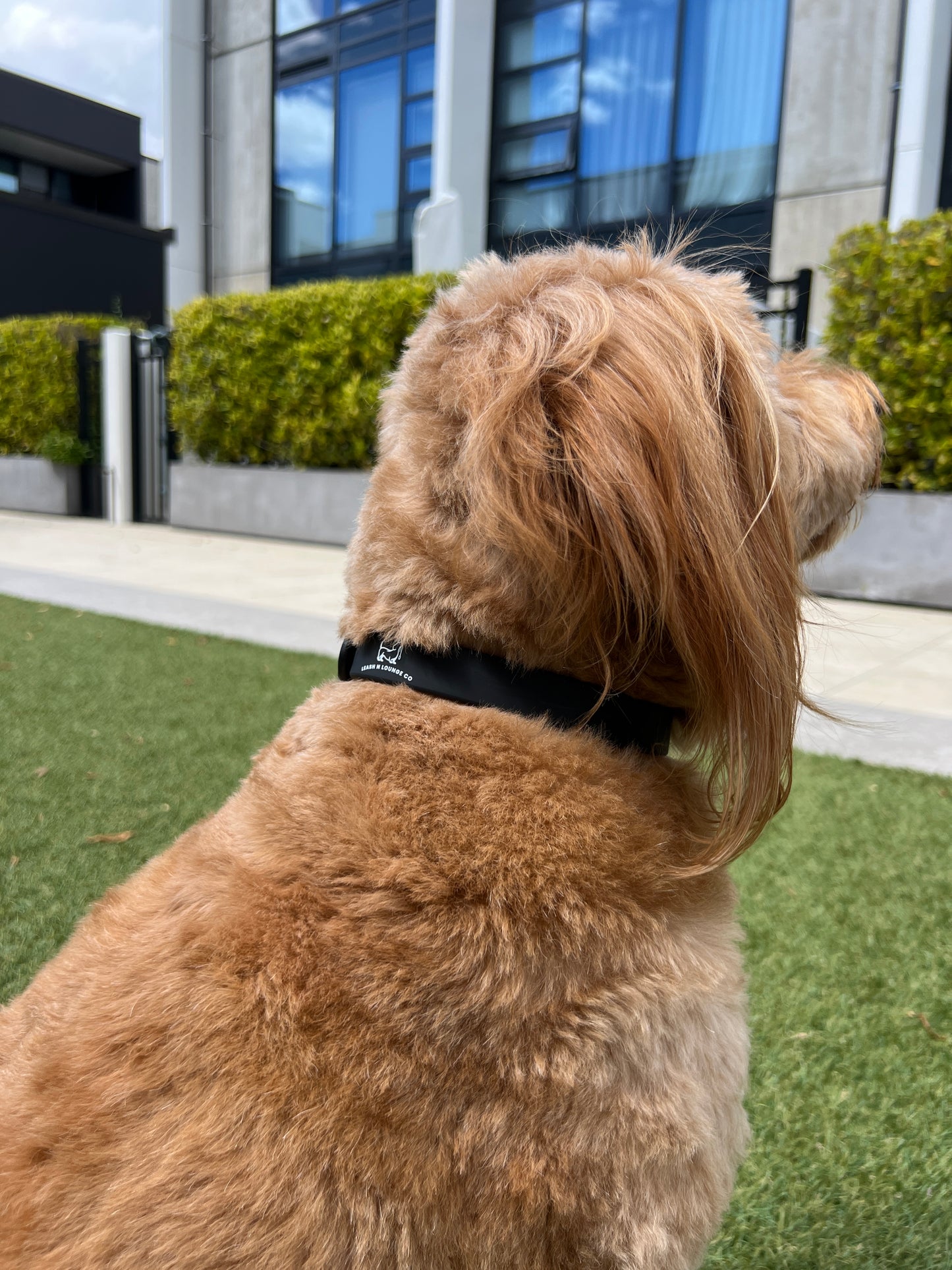 Dog Collar - Shadow Black