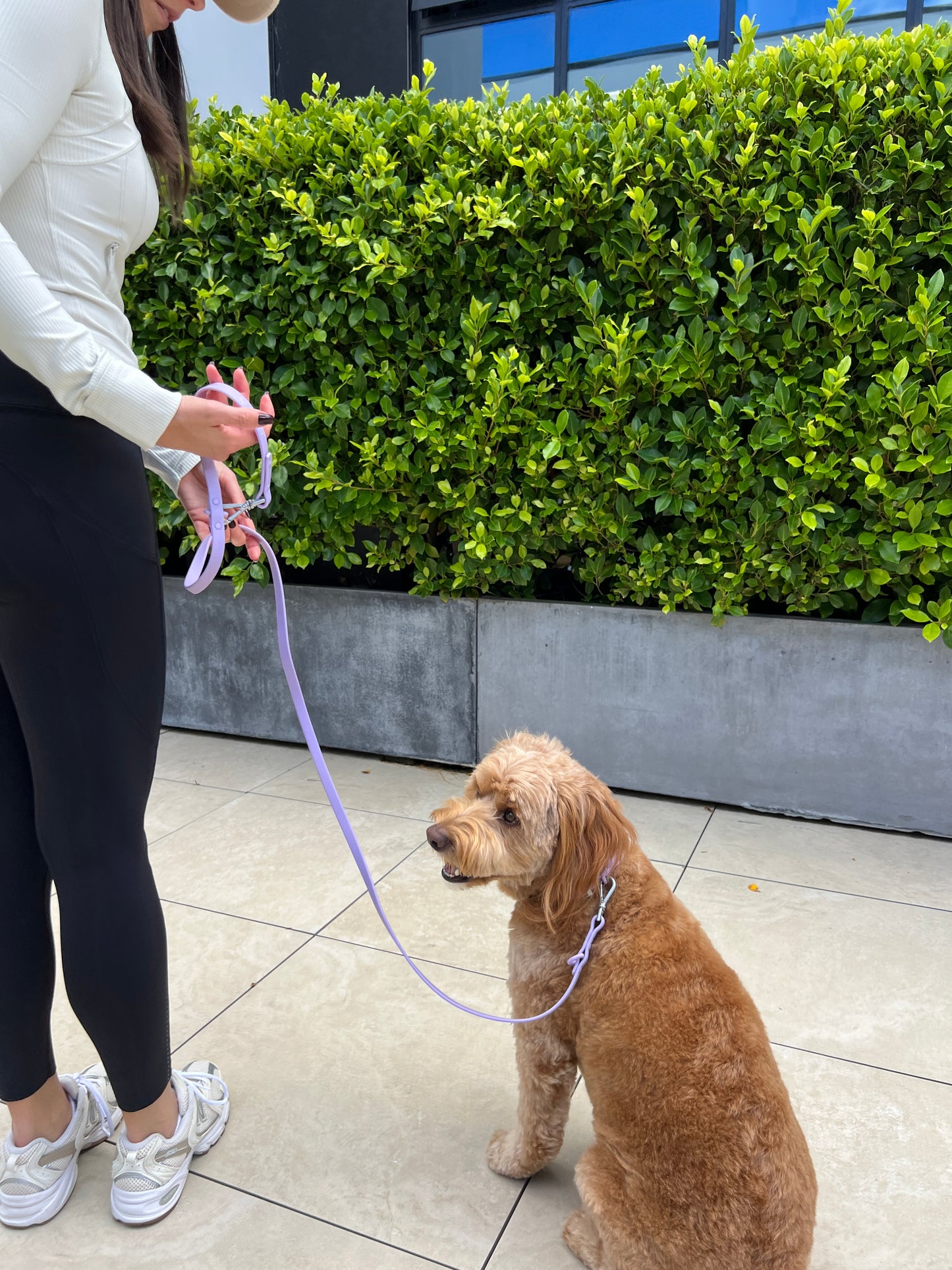 Collar Walk Kit - Lavender Purple