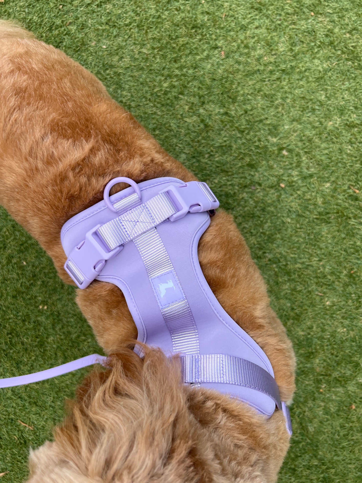 Harness - Lavender Purple