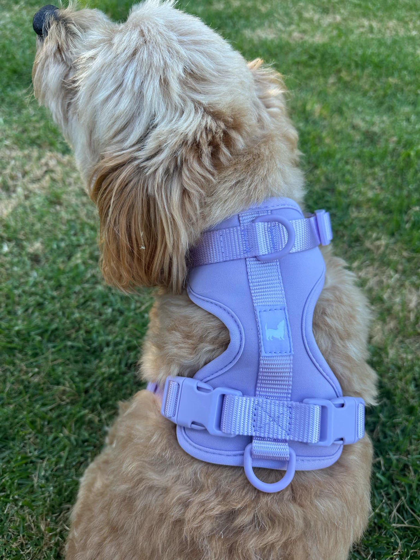Harness - Lavender Purple