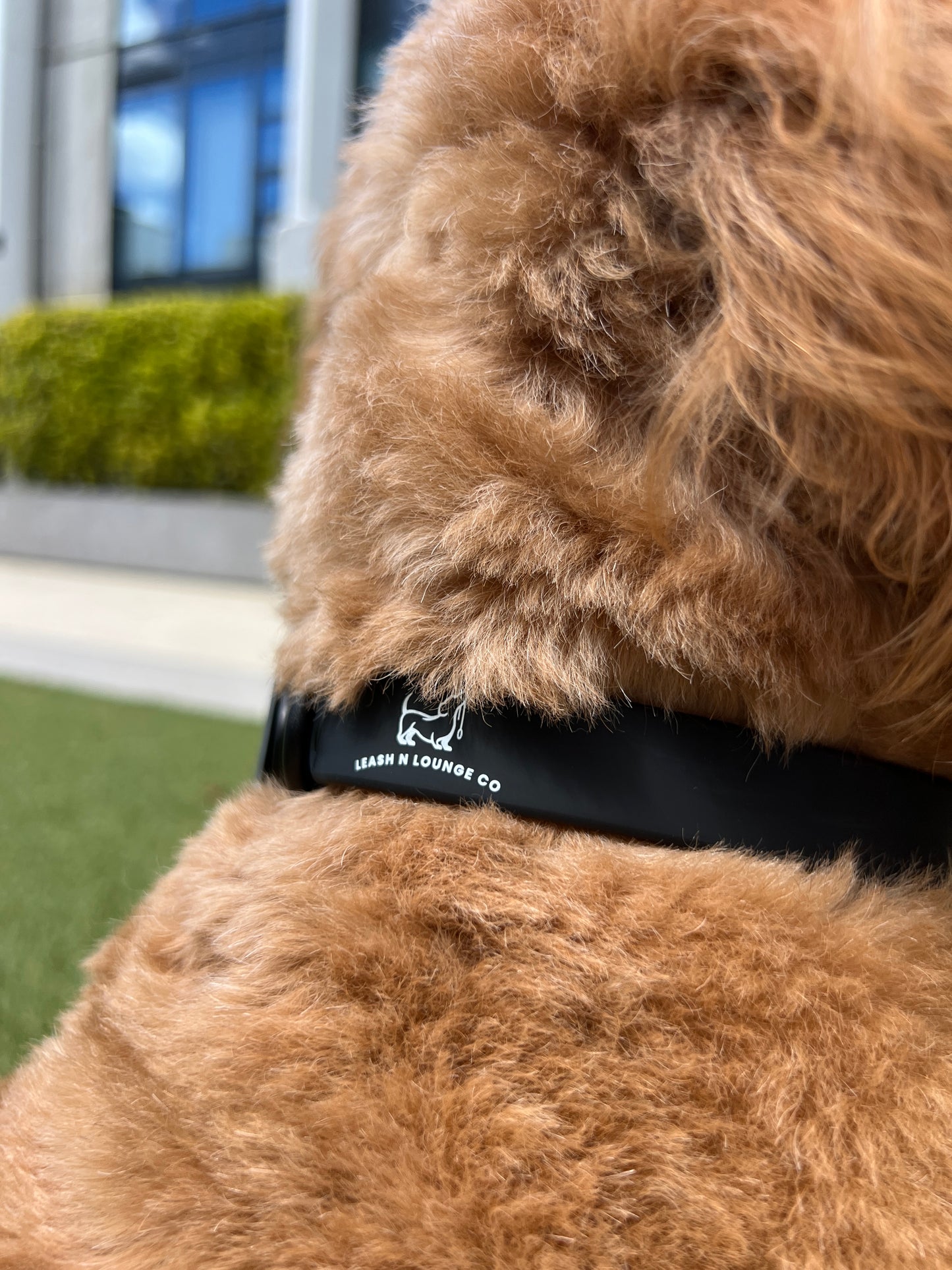 Collar Walk Kit -  Shadow Black