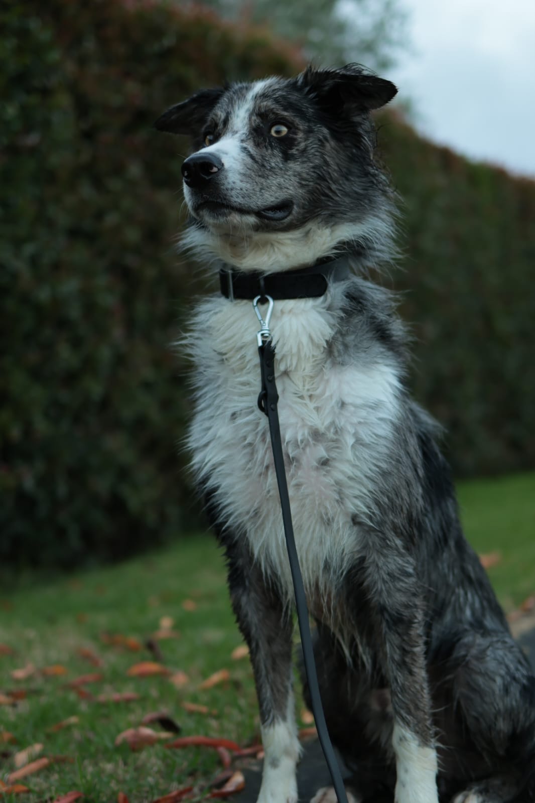 Collar Walk Kit -  Shadow Black