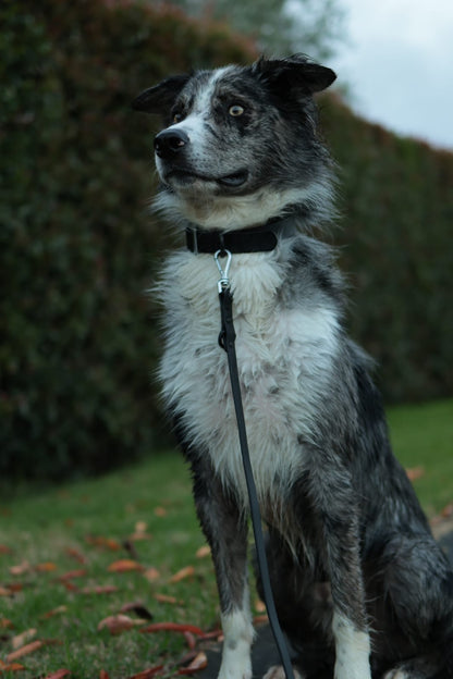 Collar Walk Kit -  Shadow Black