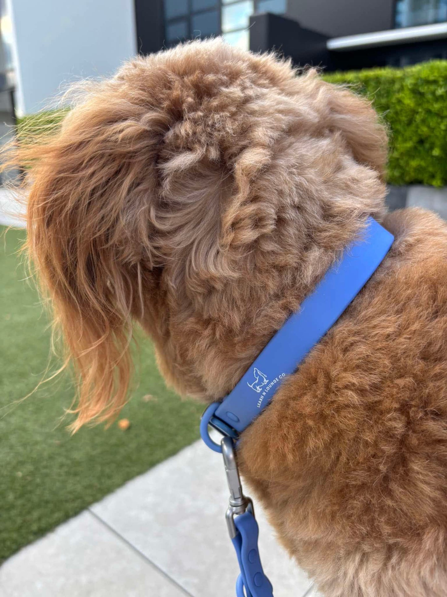 Dog Collar - Marine Blue