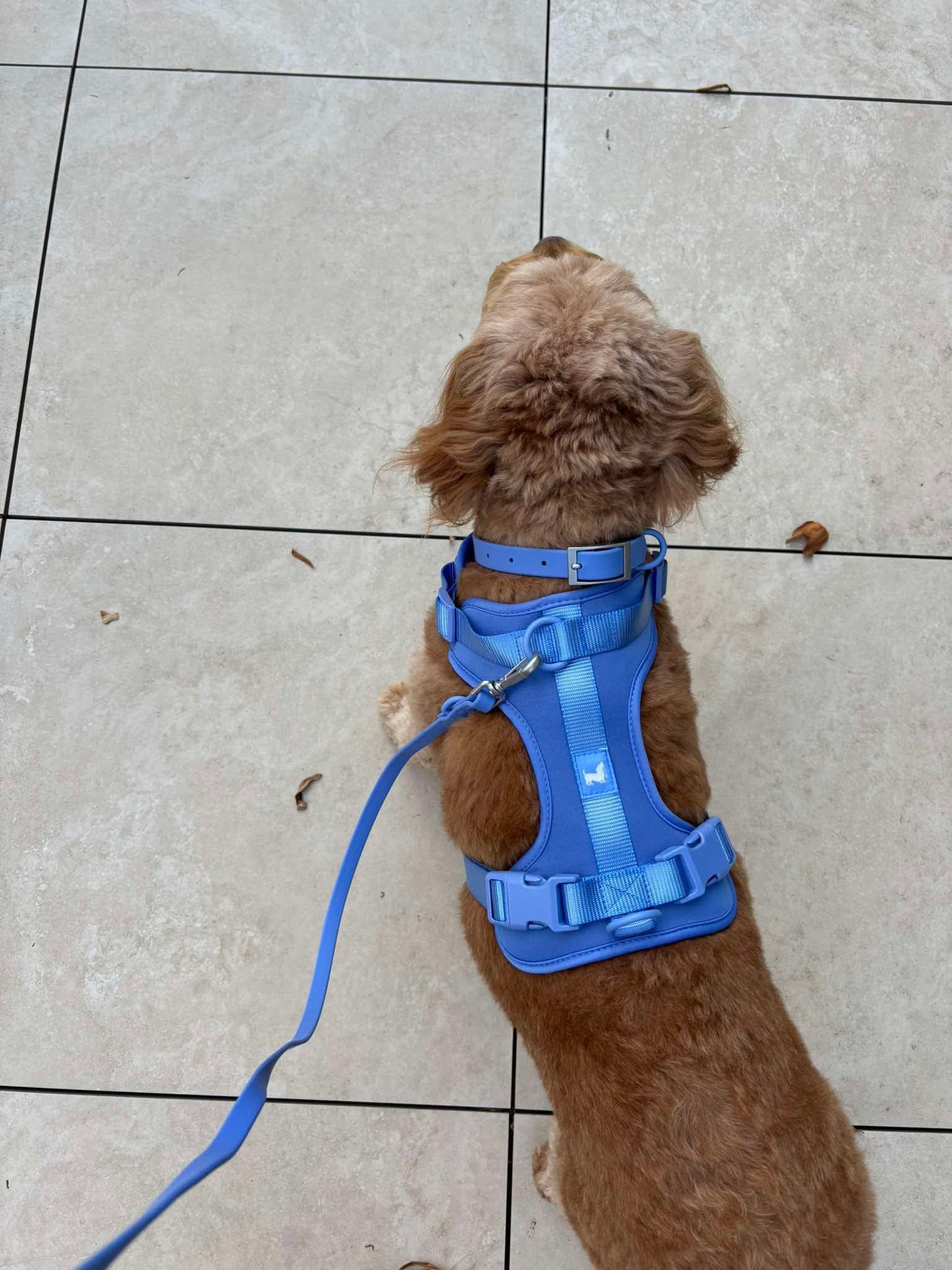 Harness - Marine Blue