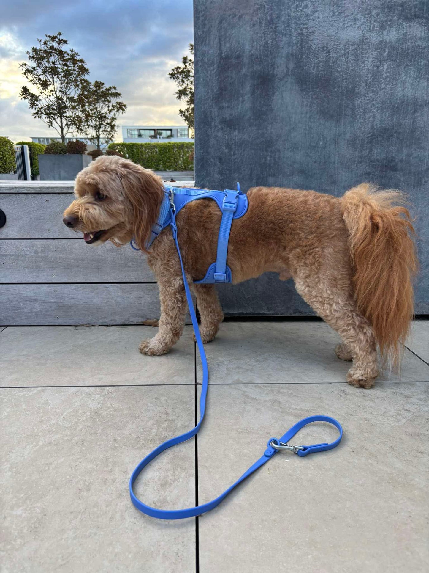 Harness Walk Kit - Marine Blue