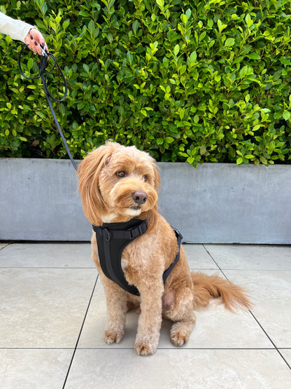 Harness -  Shadow Black