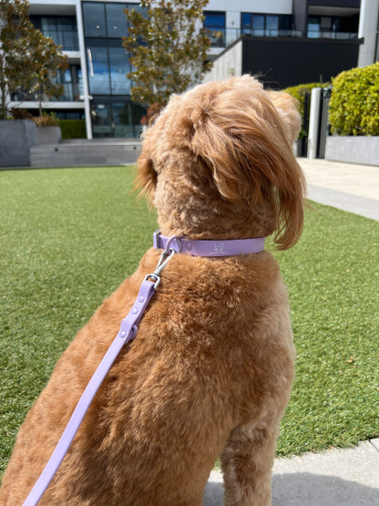 Dog Leash - Lavender Purple