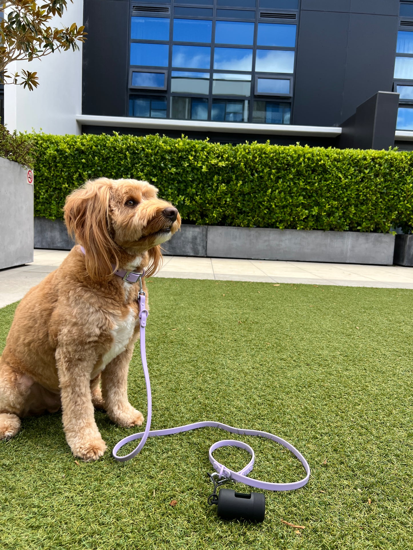Dog Leash - Lavender Purple