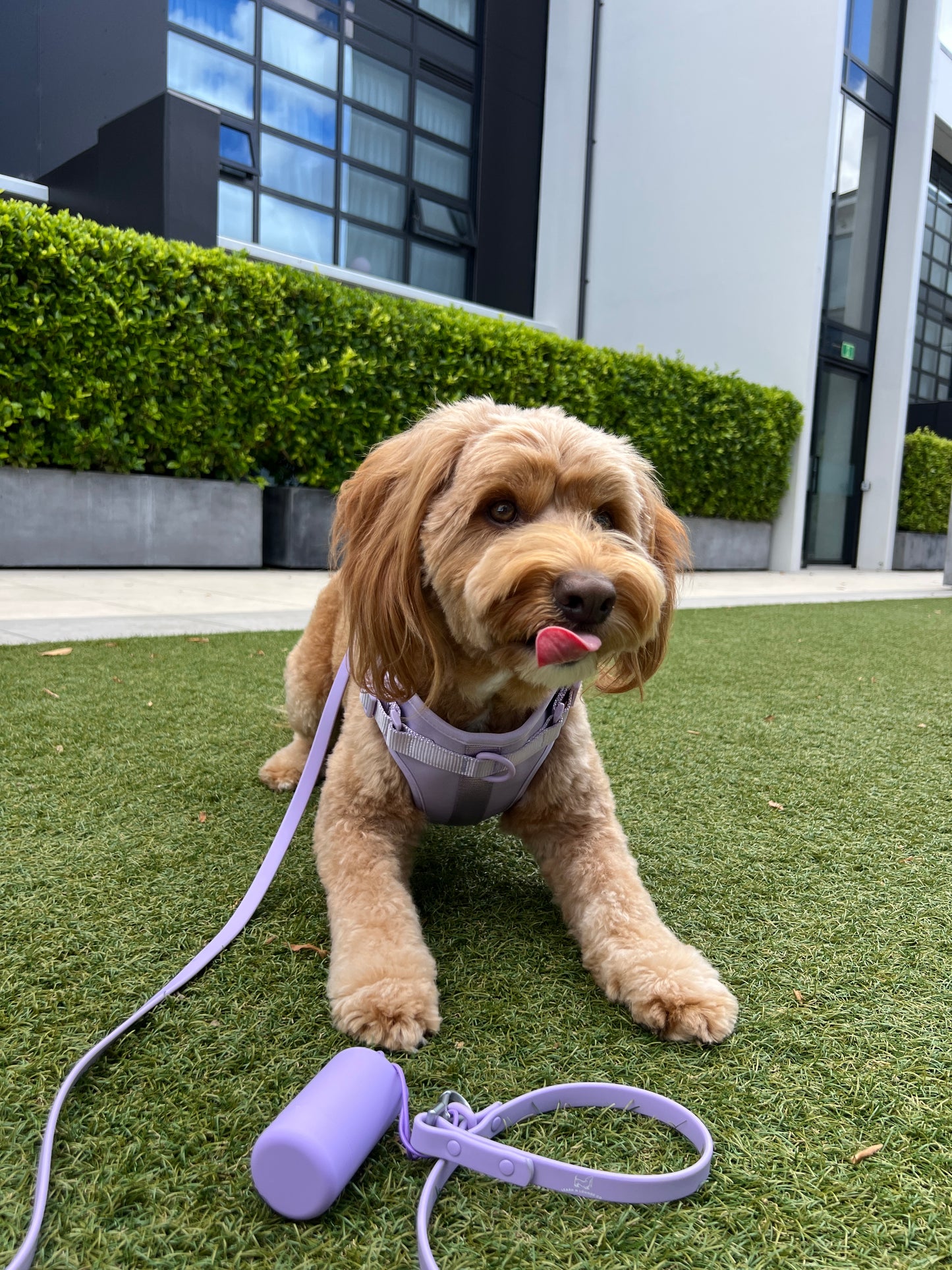 Dog Leash - Lavender Purple